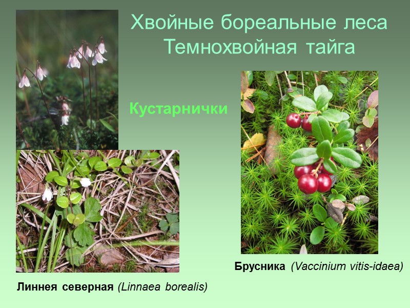 Хвойные бореальные леса Темнохвойная тайга Линнея северная (Linnaea borealis) Кустарнички Брусника (Vaccinium vitis-idaea)